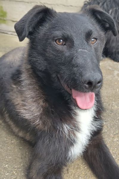 Schwarzer Hund sieht in die Kamera