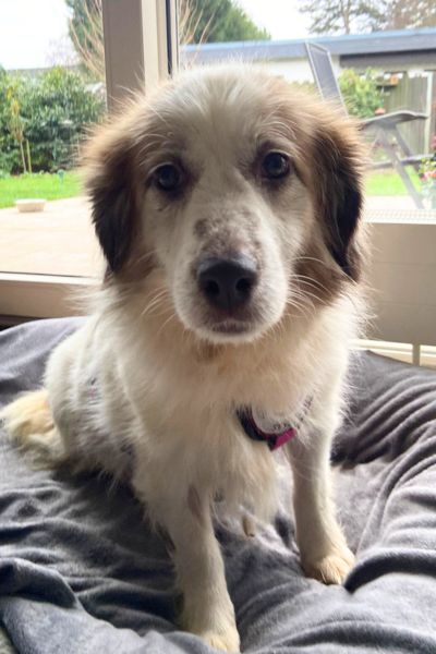 Hündin Lydia sitzt und schaut in die Kamera.