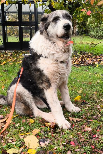Theo sitzt im Gras und schaut zur Kamera.