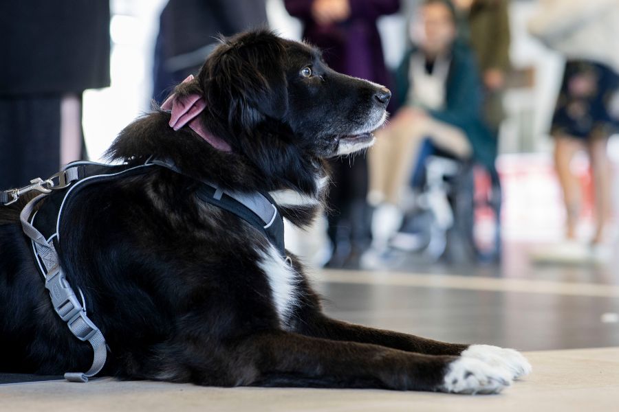 Ein Hund liegt auf dem Boden und schaut aufmerksam nach oben-