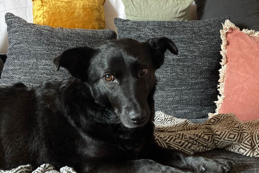 Ein schwarzer Hund liegt auf dem Sofa und schaut in die Kamera.