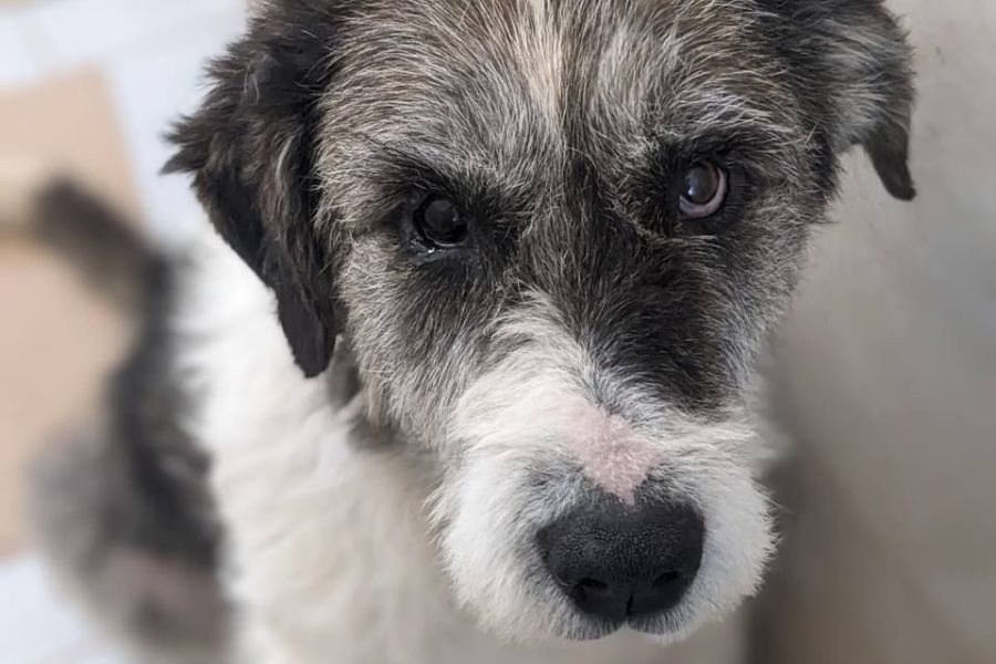 Grau weißer Hund schaut hoch in die Kamera.