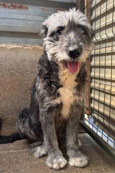 Manola sitzt im Kennel