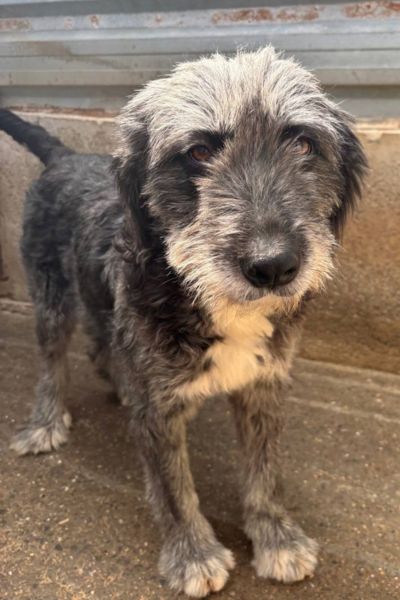 Manola sieht in die Kamera