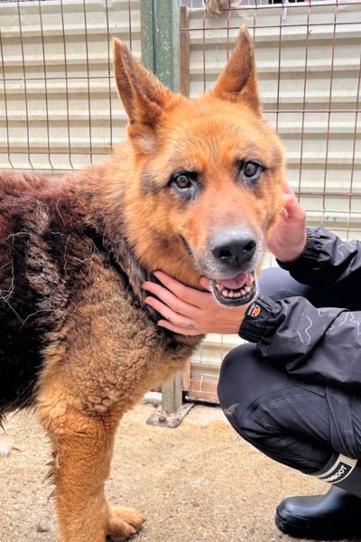 Schäferhund sieht in die Kamera und lässt sich streicheln