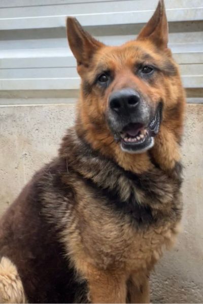 Hund sieht freundlich in die Kamera