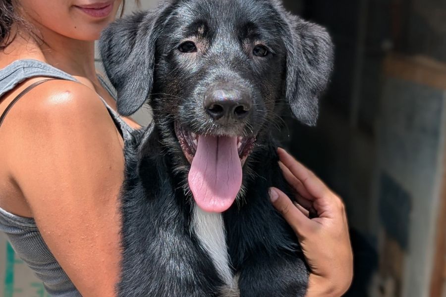 Hund sieht in die Kamera