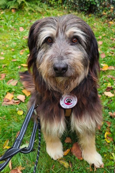 Jasper sitzt und schaut aufmerksam in die Kamera.