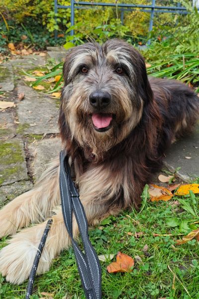 Jasper liegt und schaut neugierig in die Kamera.