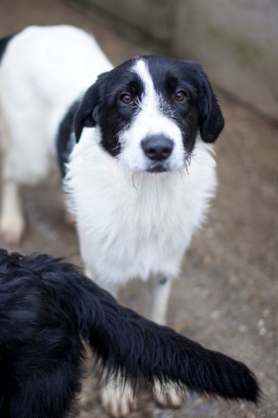 Hündin Donna schaut hoch in die Kamera.