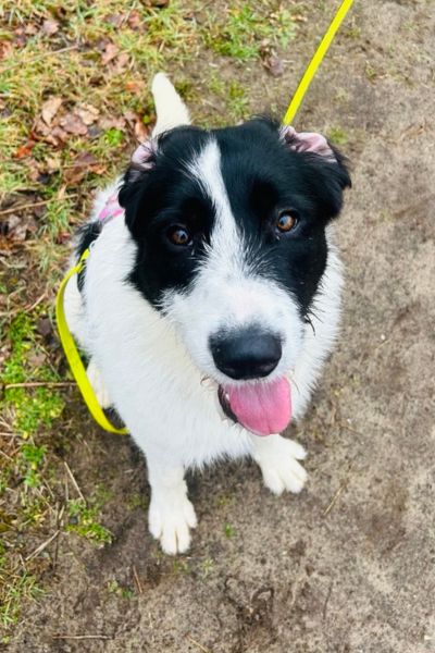 Hündin Donna sitzt und schaut hoch in die Kamera.