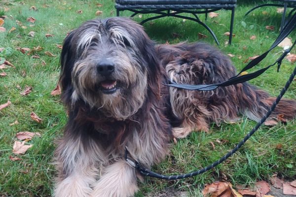 Jasper liegt im Gras und schaut in die Kamera.