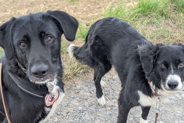 Rüde Sky steht neben einem anderen Hund und schaut neugierig.