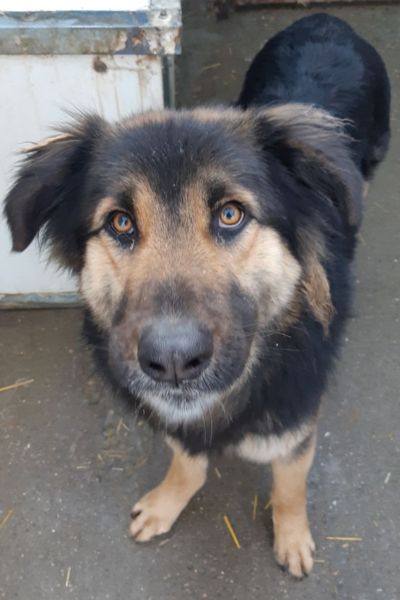 Der braun-schwarze Rüde Koda steht in seine Zwinger und schaut nach oben