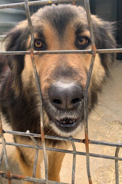 Der braun-schwarze Rüde Koda schaut hoffnungsvoll durch die Gitterstäbe