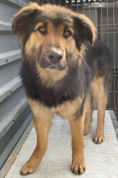 Der braun-schwarze Rüde Koda steht auf seiner Hütte