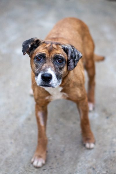 Braune Hündin schaut in die Kamera