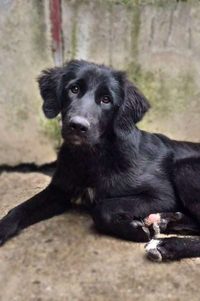 Hündin Sophie schaut traurig in die Kamera