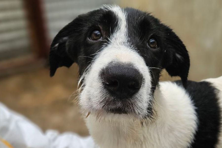 Weiß, schwarzer Hund Donna mit Schlappohren schaut freundlich in die Kamera und wartet darauf adoptiert zu werden.