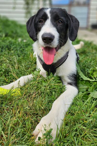 Weiß, schwarzer Hund Donna mit Schlappohren schaut freundlich in die Kamera und wartet darauf adoptiert zu werden.