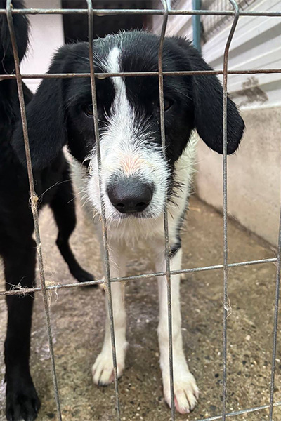 Donna schaut traurig durch ihr sheltergitter