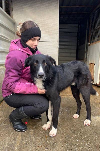 Der weiß-schwarze Junghund Harry schaut in die Kamera