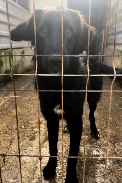 Schwarzer Hund hinter Gitter schaut in die Kamera
