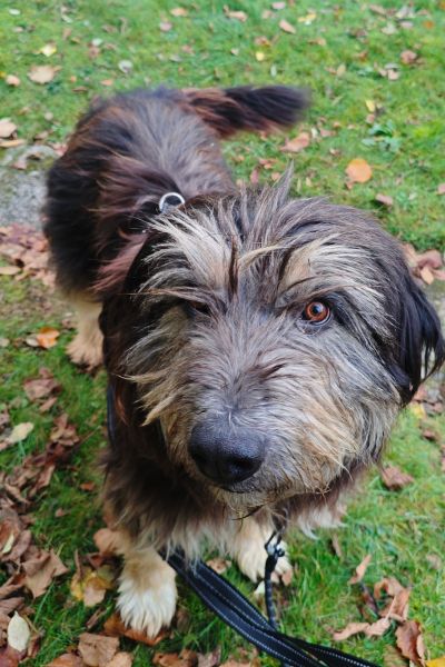 Jasper schaut beim Spaziergang hoch in die Kamera.