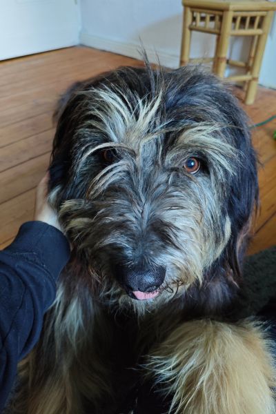 Jasper wird gestreichelt.