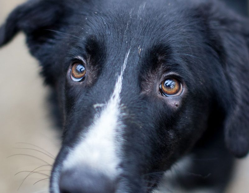 Eine Nahaufnahme des schwarz-weißen Rüden Harry