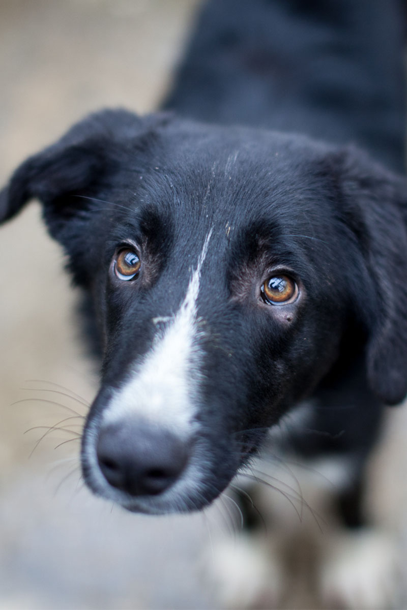 Eine Nahaufnahme des schwarz-weißen Rüden Harry
