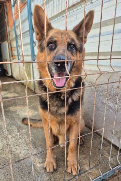 Rüde Ole dreht sich neugierig zur Kamera um.