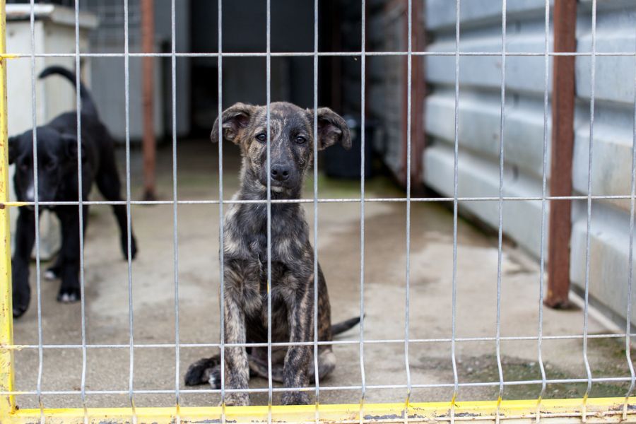 Braun. schwarzer Hund sitzt hinter Gittern und schaut Richtung Kamera.