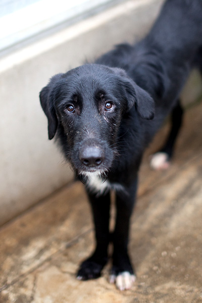 Sky schaut traurig in die Kamera