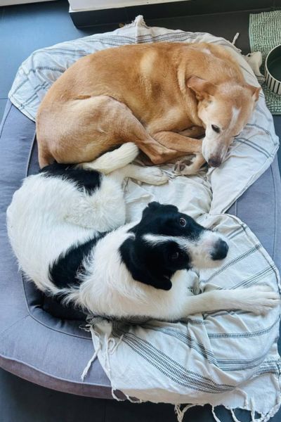 Donna teilt sich ihr Körbchen mit einem anderen Hund