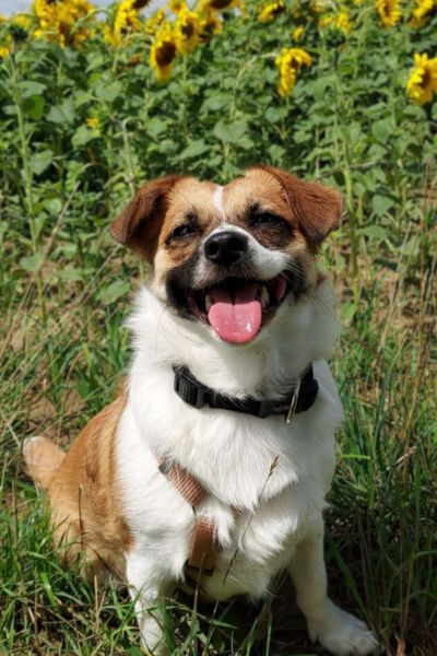 Ein kleiner Hund sitzt vor einem Sonnenblumenfeld und hechelt in die Kamera.