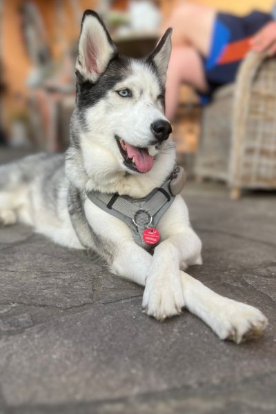 Ein Husky liegt mit überkreuzten Vorderbeinen auf dem Boden und hechelt.