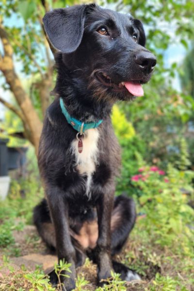 Ein mittelgroßer junger Hund sitzt auf Waldboden und schaut seitlich an der Kamera vorbei.
