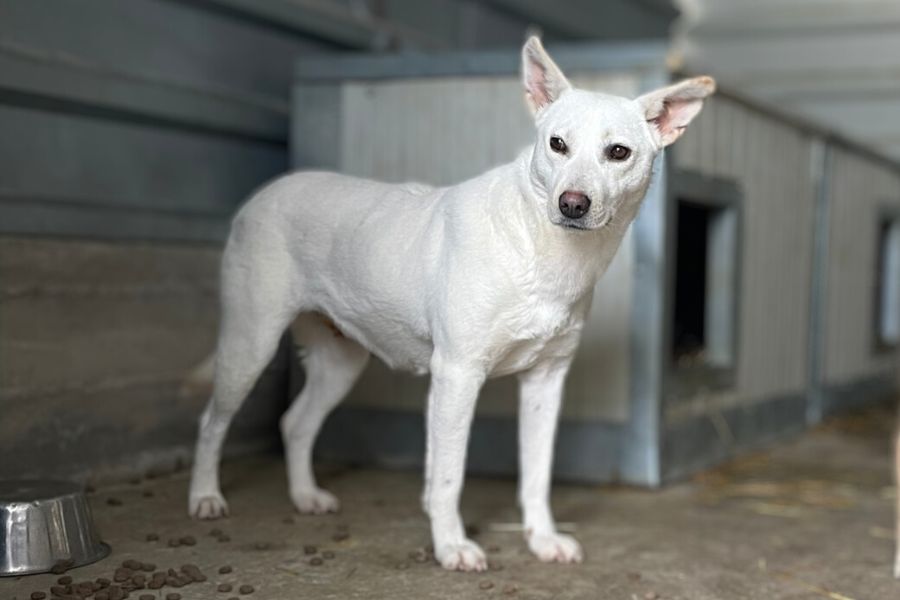 Ein weißer Hund mit spitzen Ohren steht in seinem Zwinger im Tierheim.