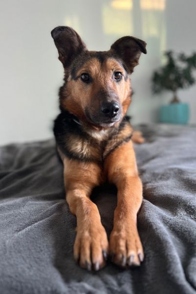 Ein Hund liegt mit ausgestreckten Vorderbeinen auf dem Bett und schaut in die Kamera.