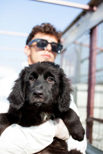 Das schwarze Welpenmädchen Sophie auf dem Arm eines Pflegers.