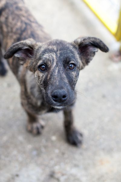 Braun, schwarzer Hund schaut nach oben,