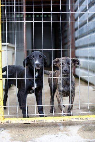Braun, schwarzer Hund steht neben einem schwarzen Hund hinter Gittern und schauen in die Kamera.