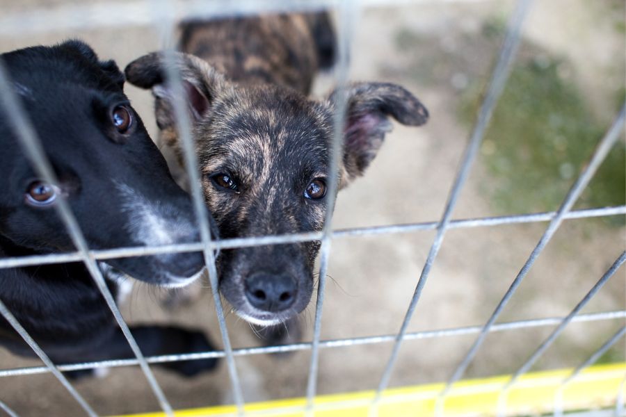 Braun schwarzer Hund schaut hoch in die Kamera