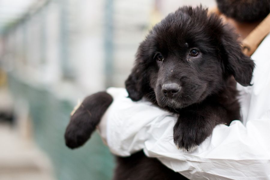 Das schwarze Welpenmädchen Sophie auf dem Arm eines Pflegers.