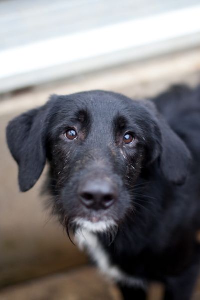 Schwarzer Hund mit weißem Fleck auf der Brust schaut in die Kamera.