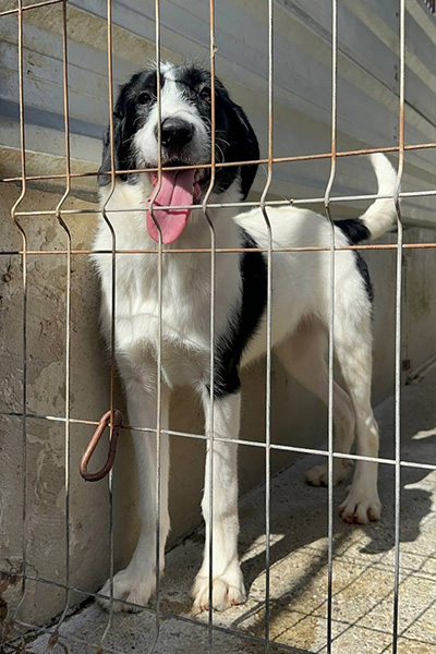 Donna steht hechelnd hinter ihrem sheltergitter