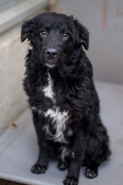 Hund mit schwarzem Fell sitzt in seinem Zwinger und schaut in die Kamera.