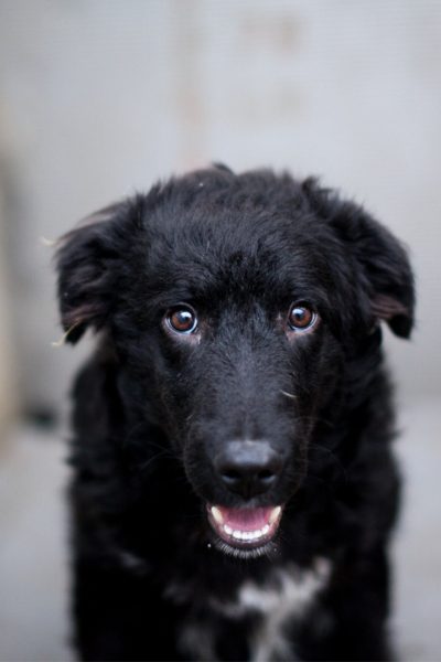 Schwarzer Hund schaut mit ausgestreckter Zunge in die Kamera.