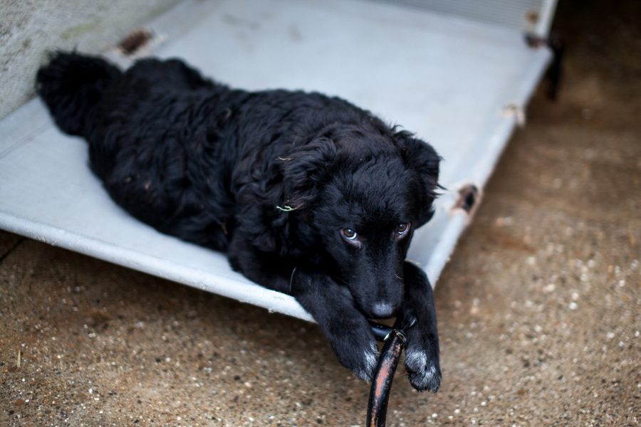 Hund mit schwarzem Fell liegt und schaut nach oben in die Kamera.